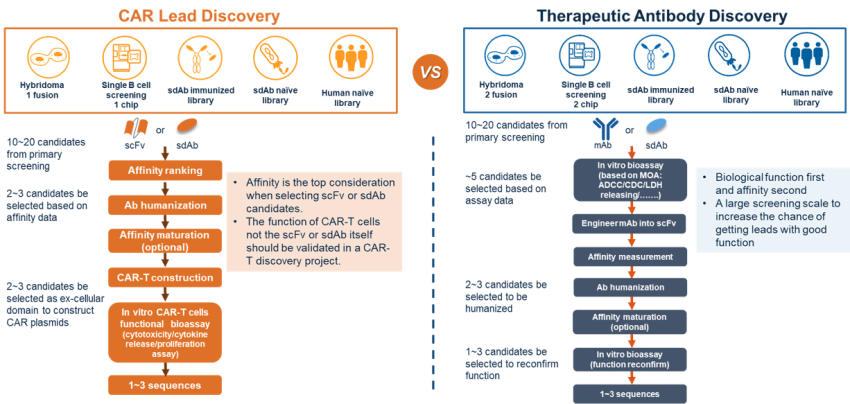 Discovery Strategy for Therapeutic Antibody VS CAR Lead