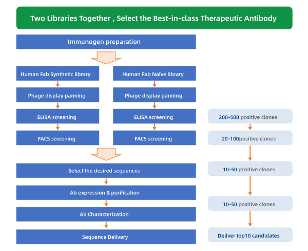 Human Antibody Library Workflow