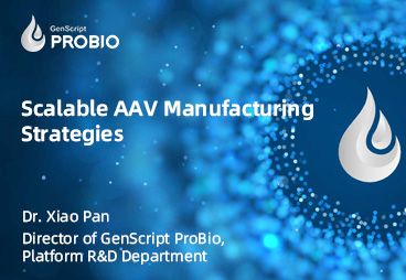 Scalable AAV Manufacturing Strategies